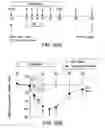 Fig. 37 - Ferritin nanoparticle compositions and methods to modulate cell activity