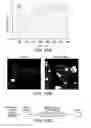 Fig. 43 - Ferritin nanoparticle compositions and methods to modulate cell activity