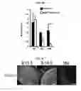 Fig. 11 - LENS REGENERATION USING ENDOGENOUS STEM/PROGENITOR CELLS