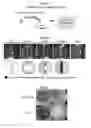 Fig. 16 - LENS REGENERATION USING ENDOGENOUS STEM/PROGENITOR CELLS