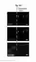 Fig. 19 - LENS REGENERATION USING ENDOGENOUS STEM/PROGENITOR CELLS