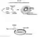 Fig. 34 - LENS REGENERATION USING ENDOGENOUS STEM/PROGENITOR CELLS
