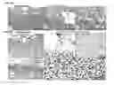 Fig. 18 - PATCH GRAFT COMPOSITIONS FOR CELL ENGRAFTMENT