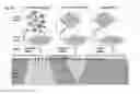 Fig. 19 - PATCH GRAFT COMPOSITIONS FOR CELL ENGRAFTMENT