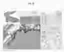 Fig. 27 - PATCH GRAFT COMPOSITIONS FOR CELL ENGRAFTMENT