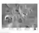 Fig. 04 - Ready to use biodegradable and biocompatible artificial skin substitute and a method of preparation thereof