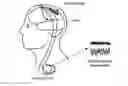 Fig. 01 - Methods and Systems for Treating Neurological Movement Disorders