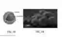 Fig. 02 - Direct printing and writing using undercooled metallic core-shell particles