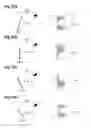 Fig. 11 - Multiple-image display body
