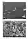 Fig. 02 - HEXAGONAL BORON NITRIDE POWDER, PRODUCTION METHOD THEREFOR, RESIN COMPOSITION AND RESIN SHEET