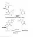 Fig. 02 - SHMT inhibitors