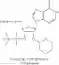 Fig. 23 - Cyclic dinucleotides for cytokine induction