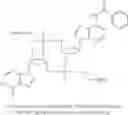 Fig. 44 - Cyclic dinucleotides for cytokine induction