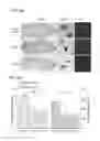 Fig. 22 - Compounds for treating neurodegenerative proteinopathies
