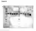 Fig. 08 - Hetero-dimeric multi-specific antibody format