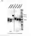 Fig. 09 - Hetero-dimeric multi-specific antibody format