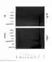 Fig. 04 - Antibodies to Alpha Synuclein