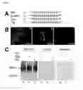 Fig. 02 - Sodium pump antibody agonists and methods of treating heart disease using the same