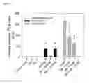 Fig. 06 - Sodium pump antibody agonists and methods of treating heart disease using the same
