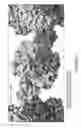 Fig. 12 - ANTIBODIES, COMPOUNDS AND SCREENS FOR IDENTIFYING AND TREATING CACHEXIA OR PRE-CACHEXIA