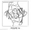 Fig. 16 - ANTIBODIES, COMPOUNDS AND SCREENS FOR IDENTIFYING AND TREATING CACHEXIA OR PRE-CACHEXIA