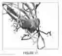 Fig. 19 - ANTIBODIES, COMPOUNDS AND SCREENS FOR IDENTIFYING AND TREATING CACHEXIA OR PRE-CACHEXIA