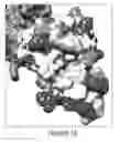 Fig. 20 - ANTIBODIES, COMPOUNDS AND SCREENS FOR IDENTIFYING AND TREATING CACHEXIA OR PRE-CACHEXIA