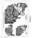 Fig. 22 - ANTIBODIES, COMPOUNDS AND SCREENS FOR IDENTIFYING AND TREATING CACHEXIA OR PRE-CACHEXIA