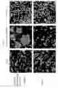 Fig. 02 - Variable regions for NKp46 binding proteins