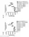 Fig. 26 - Anti-TIGIT antibodies and methods of use thereof