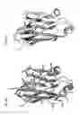 Fig. 32 - Anti-TIGIT antibodies and methods of use thereof