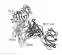 Fig. 01 - Antibodies Specifically Binding HLA-DR and Their Uses