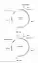 Fig. 04 - Enzymatically polymerized gelling dextrans