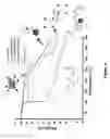 Fig. 06 - Multi-ionic salts and uses thereof