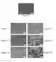 Fig. 08 - Flexible, biodegradable, and biocompatible supercapacitors