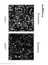 Fig. 211 - Clay soil modification with Ca exchangeable cation