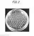 Fig. 03 - CELL CULTURE CONTAINER