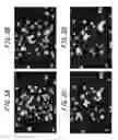 Fig. 06 - CELL CULTURE CONTAINER
