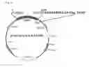 Fig. 02 - Serum-free medium additive composition containing peroxidasin, and use thereof