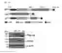 Fig. 03 - Serum-free medium additive composition containing peroxidasin, and use thereof
