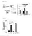Fig. 04 - Serum-free medium additive composition containing peroxidasin, and use thereof