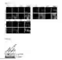 Fig. 10 - Serum-free medium additive composition containing peroxidasin, and use thereof