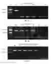 Fig. 02 - Virus-free cell lines and methods for obtaining same