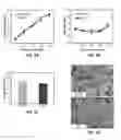 Fig. 06 - Virus-free cell lines and methods for obtaining same