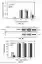 Fig. 08 - Virus-free cell lines and methods for obtaining same
