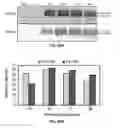 Fig. 22 - Virus-free cell lines and methods for obtaining same