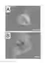 Fig. 01 - PLURIPOTENT STEM CELL THAT CAN BE ISOLATED FROM BODY TISSUE
