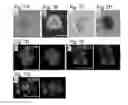 Fig. 08 - PLURIPOTENT STEM CELL THAT CAN BE ISOLATED FROM BODY TISSUE