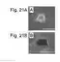 Fig. 22 - PLURIPOTENT STEM CELL THAT CAN BE ISOLATED FROM BODY TISSUE