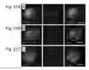 Fig. 28 - PLURIPOTENT STEM CELL THAT CAN BE ISOLATED FROM BODY TISSUE